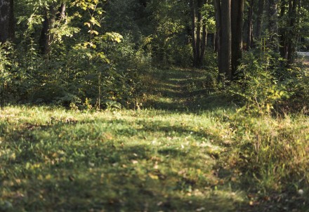 Par tiesībām slēgt līgumu par medību tiesību nomu nekustamajā īpašumā "Kalna Avotiņi"